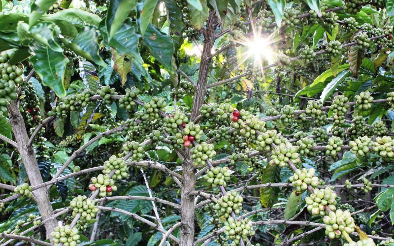 Hur Mycket Kaffe ger en Planta? Kaffeträd Skörd