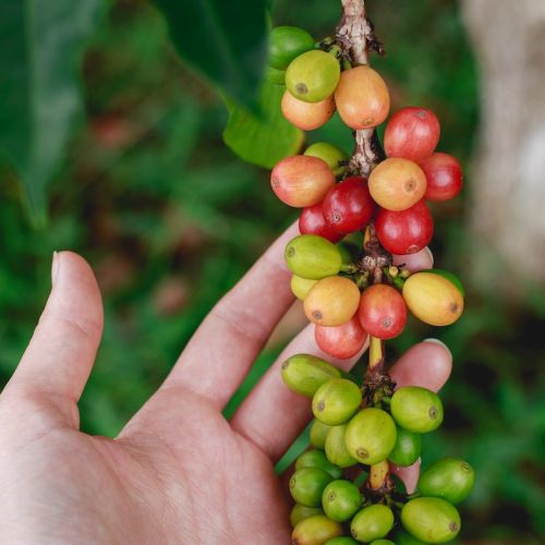 Kaffets ursprung: En resa genom historien