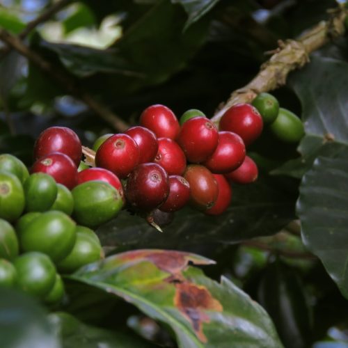 Hur ser en kaffeplanta ut: En guide till kaffeväxtens utseende