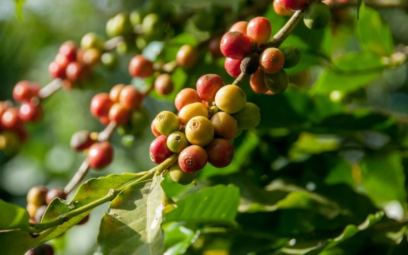 Hur man känner igen gammalt kaffe: en guide