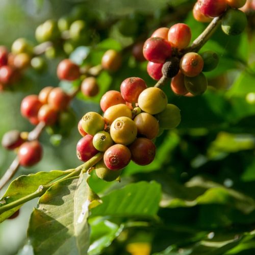 Klimatets påverkan på tillväxten av kaffebönor: En analys
