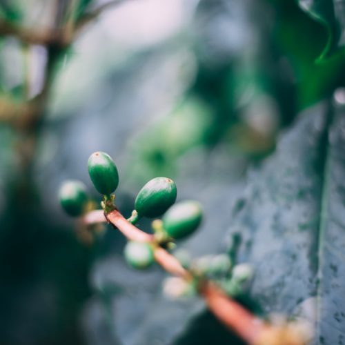 Kaffebönor från Jamaica Blue Mountain – Den berömda smaken från Karibien