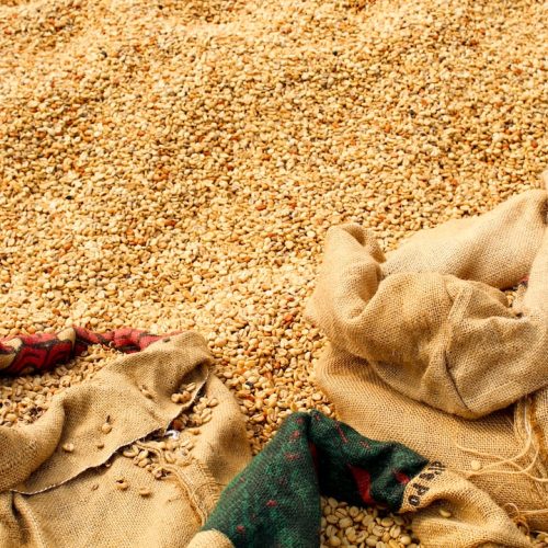 Kaffebönor från Hawaii: En smakresa till det berömda kaffets ursprung