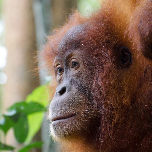 De mest välkända kaffebönorna från Sumatra: En guide till den indonesiska smakupplevelsen