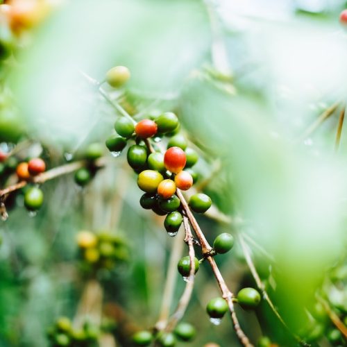 Kaffebönor från Guatemala: En smakrik skatt att upptäcka