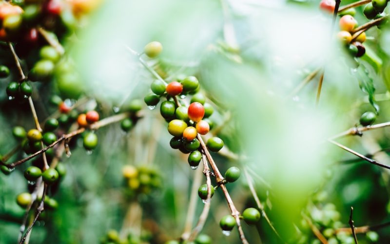 Kaffebönor från Guatemala: En smakrik skatt att upptäcka