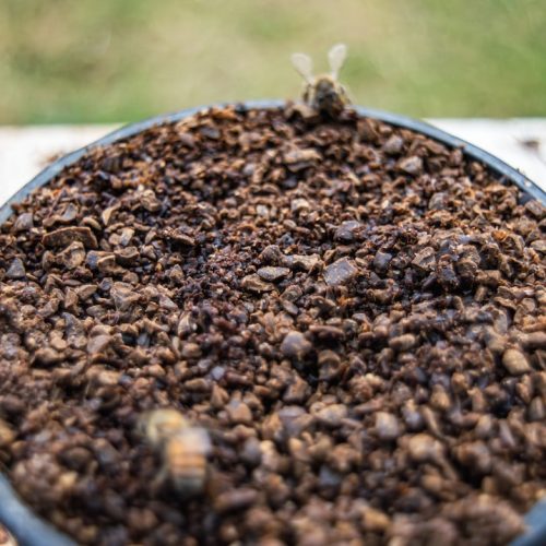 De mest kända kaffebönorna från Kenya: Upptäck smaken av Kenyansk kaffe
